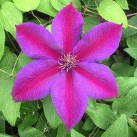 Plant Theory Clematis Mrs N. Thompson Purple Flowering Vine Climbing Plant 60cm Cane 3L Pot