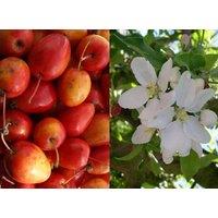 Direct Plants Malus Jelly King Crab Apple Tree 6ft Tall Supplied in a 12 Litre Pot by Directplants in Green