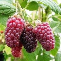 Plant Theory Tayberry Medana Fruit Bush Rubus Fruiting Berry Shrub Plant 3L Pot in Green