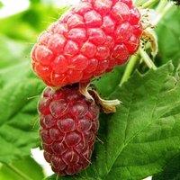 Plant Theory Loganberry Thorn free Fruit Bush Ribes Fruiting Berry Shrub Plant 3L Pot in Green