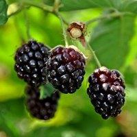 Plant Theory Boysenberry Fruit Bush Rubus Fruiting Berry Shrub Plant 3L Pot in Green