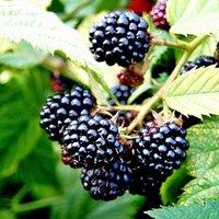 Plant Theory Blackberry Merton Thornless Fruit Bush Rubus Fruiting Berry Shrub Plant 3L Pot in Green