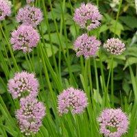 Plant Theory Summer Beauty Dutch Garlic Ornamental Onion Perennials Plants Allium 2L Pot in Green