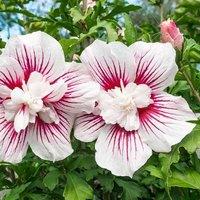 Plant Theory Starburst Chiffon Tree Hollyhock Shrub Plant Hibiscus Syriacus 2L Pot in Green