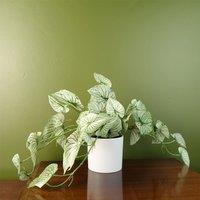 Leaf Artificial Trailing Plant Variegated Potted Alocasia Botanik in Green