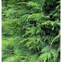 Direct Plants 10x Green Leylandii Cupressocyparis Leylandii Hedging Trees 3-4ft Supplied in 3 Litre Pots
