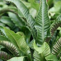 Plant Theory Hart's Horse Tongue Fern Asplenium Scolopendrium Outdoor Ferns Plant 2L Pot in Green