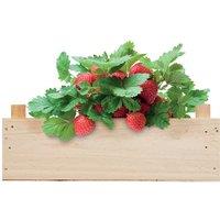 MidOcean Wooden Strawberry Seed Growing Kit in Cream