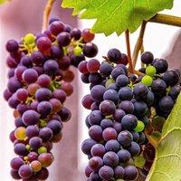 Plant Theory Red Grape Einset Seedless Fruit Bush Vitis Vinifera Shrub Plant 2L Pot 60cm in Green