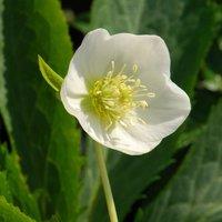 Plant Theory Harvington White Lenten Rose Hellebore Perennials Flowering Plants 2L Pot in Green