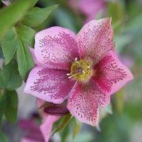 Plant Theory Harvington Pink Speckled Lenten Rose Hellebore Perennials Flowering Plants 2L in Green