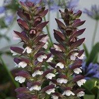 Plant Theory Bears Breeches Perennials Flowering Plants Acanthus Mollis 2L Pot in Green