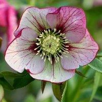 Plant Theory Harvington Picotee Lenten Rose Hellebore Perennials Flowering Plants 2L Pot in Green