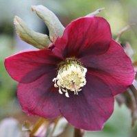 Plant Theory Harvington Red Lenten Rose Hellebore Perennials Flowering Plants 2L Pot in Green