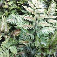Plant Theory Painted Fern Metallicum Athyrium Niponicum Hardy Outdoor Ferns Plant 2L Pot in Green
