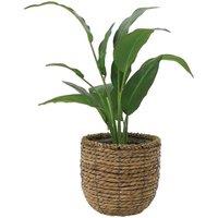 Primrose Artificial Peace Lily in Rattan Basket 30cm in Brown