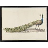 Artery8 Pieter Pietersz Barbiers Blue Peacock Framed Canvas Wall Art Print in Beige | Size: W12 x H16