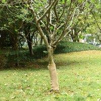 Berkfield Home Jute Roll 0.5x5 m 100% Jute 200 gsm