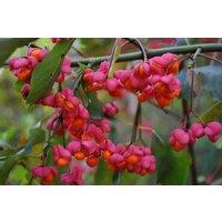 Direct Plants Euonymus Europaeus Spindle Tree Extra Large Plant Shrub 4-5ft in Green