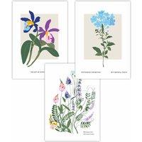 ARTZE Set of 3 Vintage Graphical Colourful Wild Flower Market Art Posters | Size: W50 cm x H70 cm
