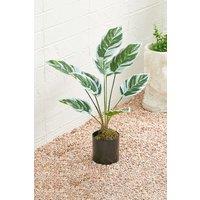Living and Home 54.5cm Potted Fake Plants Artificial Calathea White Fusion Decoration in Green