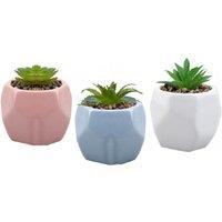 PMS Ceramic Hexagon Shaped Pot With Adorable Succulent Assorted Colour