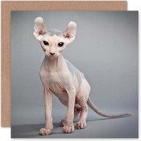 Wee Blue Coo Cat Lover Sphynx Kitten Pet Portrait Animal Photo Card