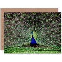 Artery8 Peacock Bird Tail Feathers Peafowl Photograph Animal Card