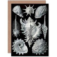 Artery8 Nature Ernst Haeckel Shell Whelk Biology Germany Greetings Card in Black