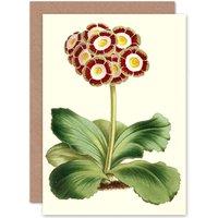 Artery8 Garden Flowers Andrews Auricula Greetings Card