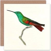 Artery8 Bird Cuvier Berylline Hummingbird Art Card