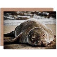 Artery8 Animal Photo Hawaiian Monk Asleep Seal Birthday Card