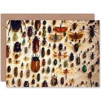 Artery8 Entomologist Insect Collection Cabinet Photograph Nature Card