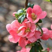 Plant Theory Pink Lady Flowering Quince Shrub Plant Chaenomeles x Superba 2L Pot in Green