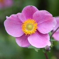 Plant Theory Hadspen Abundance Japanese Windflower Perennials Flowering Plants Anemone 2L Pot in Green