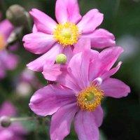 Plant Theory Japonica Prinz Heinrich Japanese Windflower Perennials Plants Anemone 2L Pot in Green
