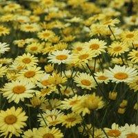 Plant Theory E.C. Buxton Dyers Chamomile Perennials Flowering Plants Anthemis 2L Pot in Green