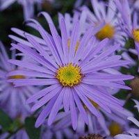 Plant Theory Monch Michaelmas Daisy Perennials Flowering Plants Aster Frikartii 2L Pot in Green