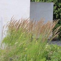 Plant Theory Karl Foerster Feather Reed Grass Calamagrostis Acutiflora Outdoor Plant 2L Pot in Green