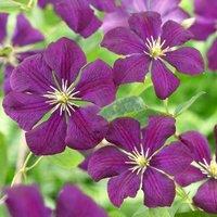 Plant Theory Clematis Etoile Violette Purple Flowering Vine Climbing Plant 60cm Cane 3L Pot
