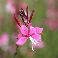 Plant Theory Siskiyou Pink Gaura Perennials Flowering Plants Oenothera Lindheimeri 2L Pot in Green