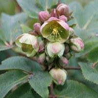 Plant Theory Hellebore Perennials Flowering Plants Helleborus Sternii 2L Pot in Green