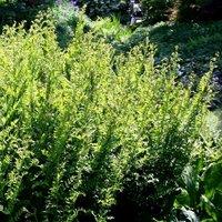 Plant Theory Royal Fern Osmunda Regalis Hardy Outdoor Ferns Jungle Plant 2L Pot in Green