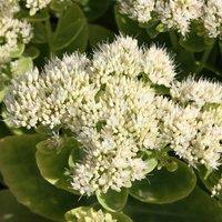Plant Theory Stardust Stonecrop Perennials Flowering Plants Hylotelephium Spectabile 2L Pot in Green