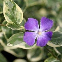 Plant Theory Variegata Greater Periwinkle Outdoor Shrub Plant Vinca Major 2L Pot in Green