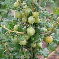 Plant Theory Gooseberry Invicta Fruit Bush Ribes Fruiting Berry Shrub Plant 3L Pot in Green