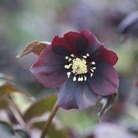 Plant Theory Harvington Shades Of The Night Lenten Rose Hellebore Perennials Flower Plants 2L in Green