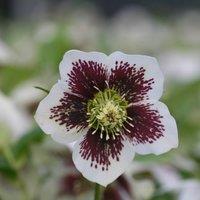 Plant Theory Harvington White Speckled Lenten Rose Hellebore Perennials Flowering Plants 2L in Green