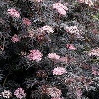 Plant Theory Porphyrophylla Eva Black Elder Shrub Plant Sambucus Nigra 2L Pot in Green