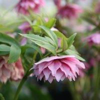 Plant Theory Harvington Double Pink Lenten Rose Hellebore Perennials Flowering Plants 2L Pot in Green